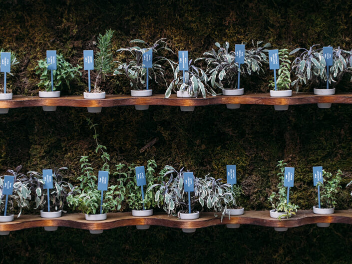 Succulent wall with a live greenery backdrop, featuring individual succulents holding name cards for a unique escort display.